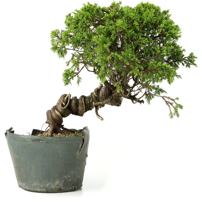 Juniperus chinensis Itoigawa, 25 cm, ± 20 anni