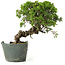 Juniperus chinensis Itoigawa, 25 cm, ± 20 años