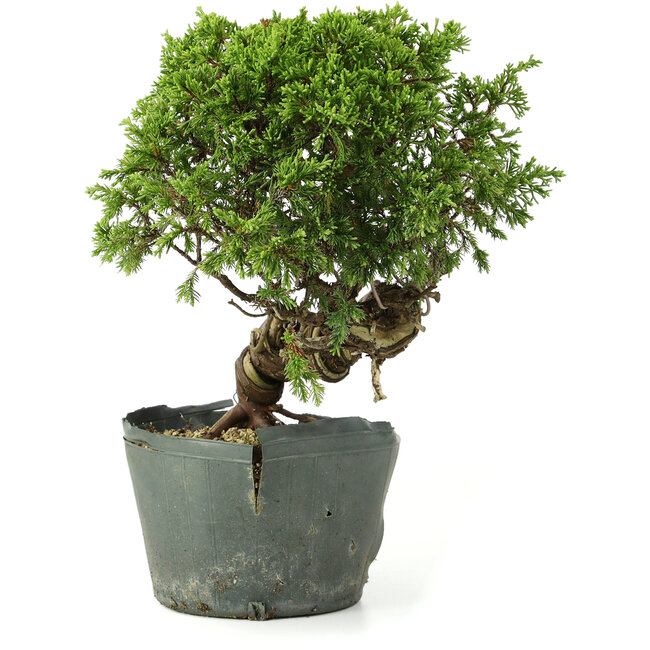 Juniperus chinensis Itoigawa, 25 cm, ± 20 anni