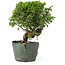 Juniperus chinensis Itoigawa, 25 cm, ± 20 anni