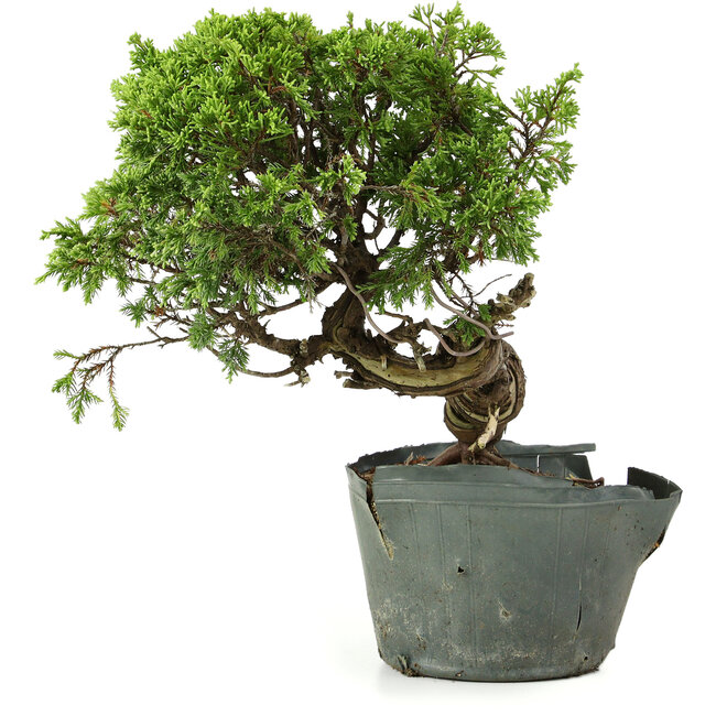 Juniperus chinensis Itoigawa, 25 cm, ± 20 anni