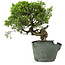 Juniperus chinensis Itoigawa, 25 cm, ± 20 anni