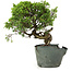 Juniperus chinensis Itoigawa, 25 cm, ± 20 ans