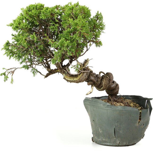 Juniperus chinensis Itoigawa, 25 cm, ± 20 años