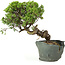 Juniperus chinensis Itoigawa, 25 cm, ± 20 anni