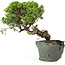 Juniperus chinensis Itoigawa, 25 cm, ± 20 Jahre alt