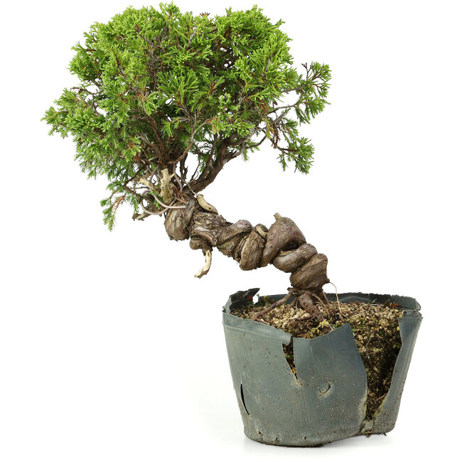 Juniperus chinensis Itoigawa, 25 cm, ± 20 ans