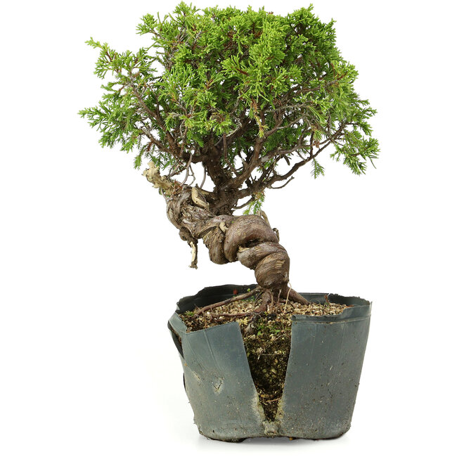 Juniperus chinensis Itoigawa, 25 cm, ± 20 Jahre alt