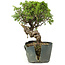 Juniperus chinensis Itoigawa, 25 cm, ± 20 jaar oud