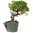 Juniperus chinensis Itoigawa, 25 cm, ± 20 jaar oud