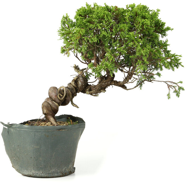 Juniperus chinensis Itoigawa, 25 cm, ± 20 anni