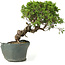 Juniperus chinensis Itoigawa, 25 cm, ± 20 jaar oud