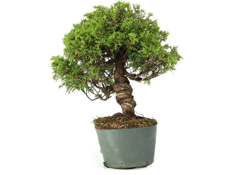 Juniperus chinensis Itoigawa, 28 cm, ± 20 jaar oud