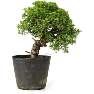 Juniperus chinensis Itoigawa, 26 cm, ± 20 jaar oud