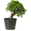 Juniperus chinensis Itoigawa, 26 cm, ± 20 Jahre alt