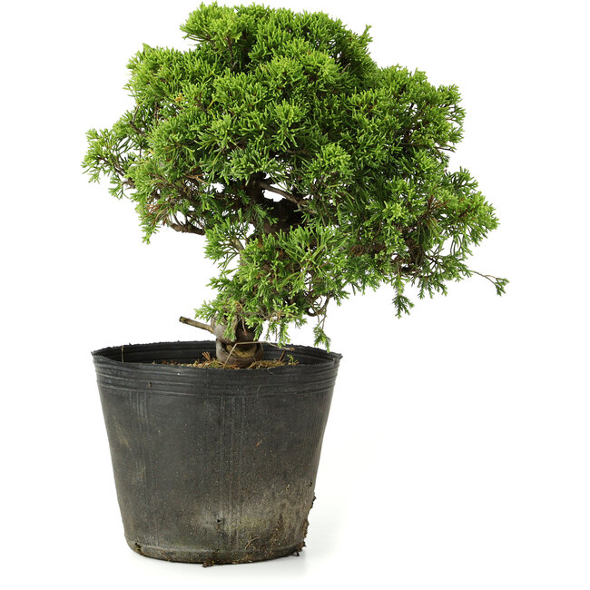 Juniperus chinensis Itoigawa, 26 cm, ± 20 ans