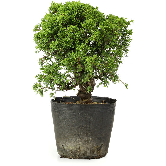 Juniperus chinensis Itoigawa, 26 cm, ± 20 jaar oud