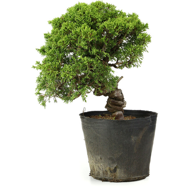Juniperus chinensis Itoigawa, 26 cm, ± 20 ans