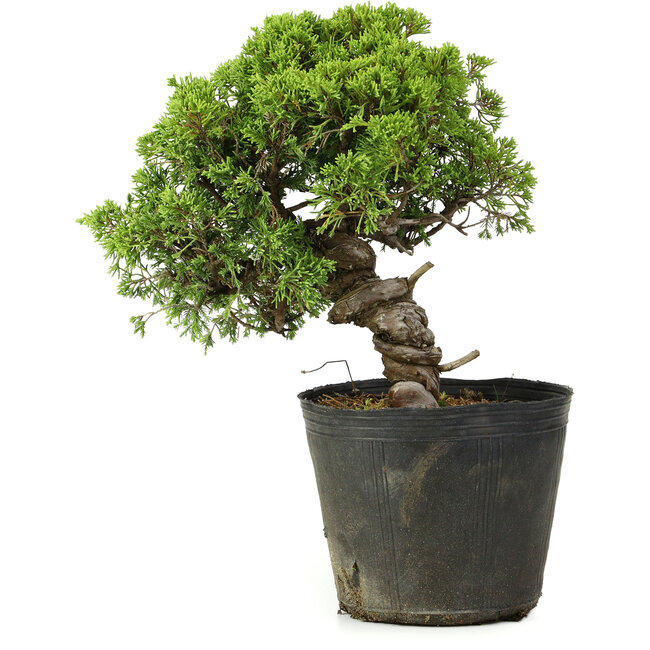 Juniperus chinensis Itoigawa, 26 cm, ± 20 anni