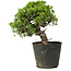 Juniperus chinensis Itoigawa, 26 cm, ± 20 anni