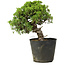 Juniperus chinensis Itoigawa, 26 cm, ± 20 ans