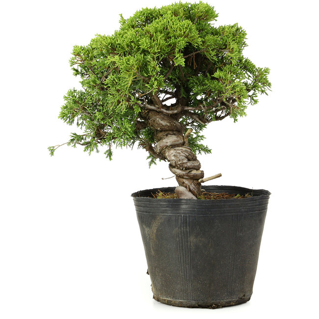 Juniperus chinensis Itoigawa, 26 cm, ± 20 anni