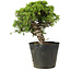 Juniperus chinensis Itoigawa, 26 cm, ± 20 jaar oud