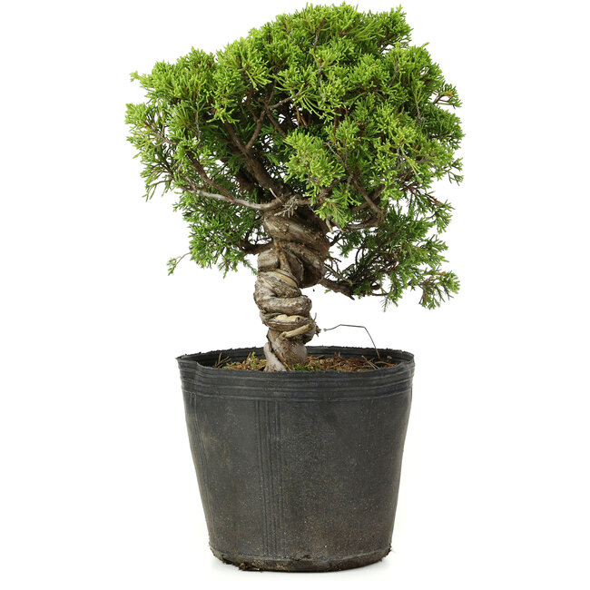 Juniperus chinensis Itoigawa, 26 cm, ± 20 ans