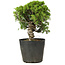 Juniperus chinensis Itoigawa, 26 cm, ± 20 years old