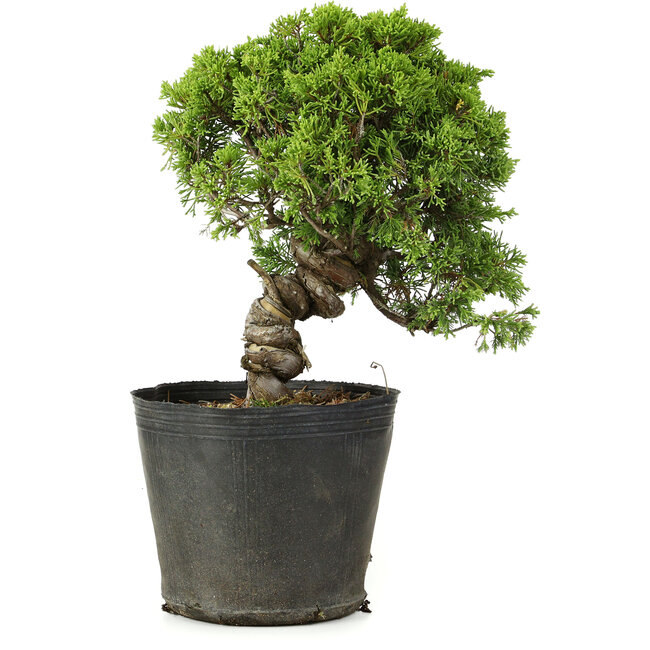 Juniperus chinensis Itoigawa, 26 cm, ± 20 Jahre alt