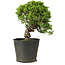 Juniperus chinensis Itoigawa, 26 cm, ± 20 años