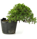 Juniperus chinensis Itoigawa, 19 cm, ± 20 jaar oud