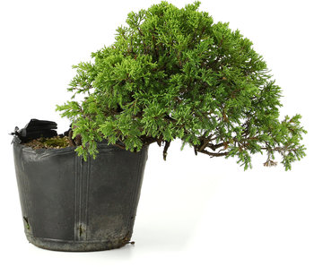 Juniperus chinensis Itoigawa, 19 cm, ± 20 years old