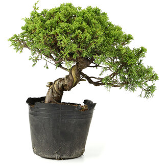 Juniperus chinensis Itoigawa, 24 cm, ± 20 jaar oud