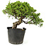 Juniperus chinensis Itoigawa, 24 cm, ± 20 anni