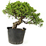 Juniperus chinensis Itoigawa, 24 cm, ± 20 años