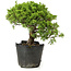 Juniperus chinensis Itoigawa, 24 cm, ± 20 anni