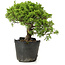 Juniperus chinensis Itoigawa, 24 cm, ± 20 Jahre alt