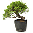 Juniperus chinensis Itoigawa, 24 cm, ± 20 years old