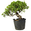 Juniperus chinensis Itoigawa, 24 cm, ± 20 anni