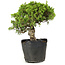 Juniperus chinensis Itoigawa, 24 cm, ± 20 anni