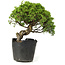 Juniperus chinensis Itoigawa, 24 cm, ± 20 anni