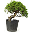Juniperus chinensis Itoigawa, 24 cm, ± 20 años