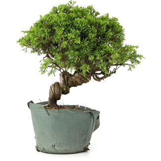 Juniperus chinensis Itoigawa, 24 cm, ± 20 jaar oud