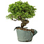 Juniperus chinensis Itoigawa, 24 cm, ± 20 jaar oud