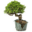 Juniperus chinensis Itoigawa, 24 cm, ± 20 jaar oud