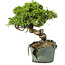 Juniperus chinensis Itoigawa, 24 cm, ± 20 jaar oud