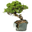 Juniperus chinensis Itoigawa, 24 cm, ± 20 years old