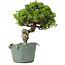 Juniperus chinensis Itoigawa, 24 cm, ± 20 jaar oud