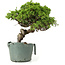 Juniperus chinensis Itoigawa, 24 cm, ± 20 jaar oud